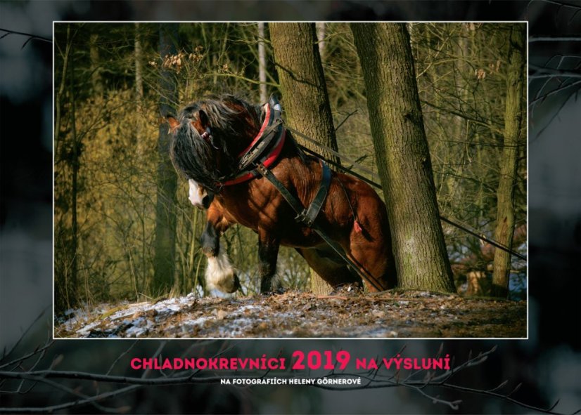 Chladnokrevníci 2019 nástěnný kalendář