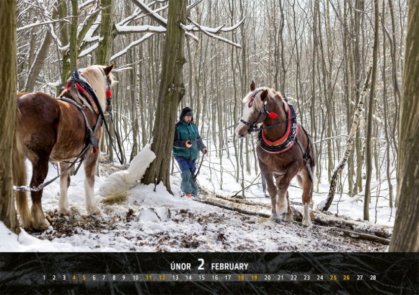 Chladnokrevníci 2023 nástěnný kalendář