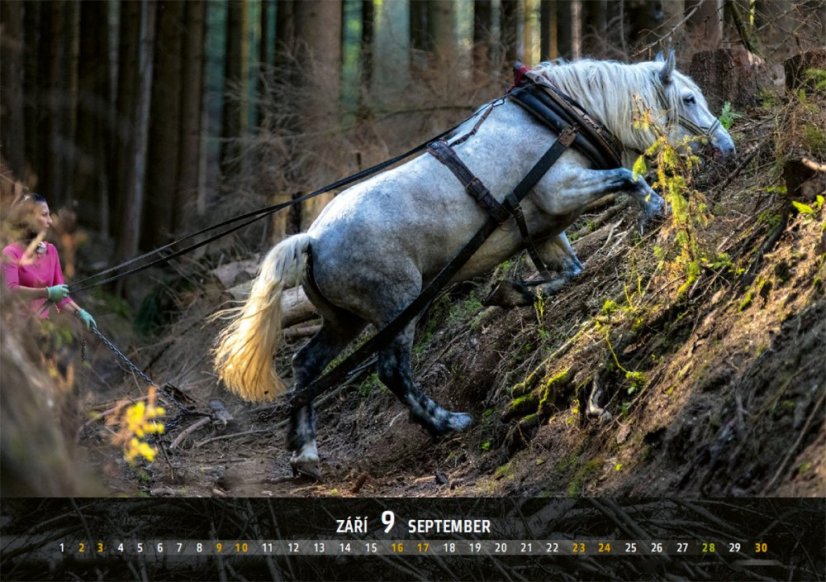 Chladnokrevníci 2023 nástěnný kalendář