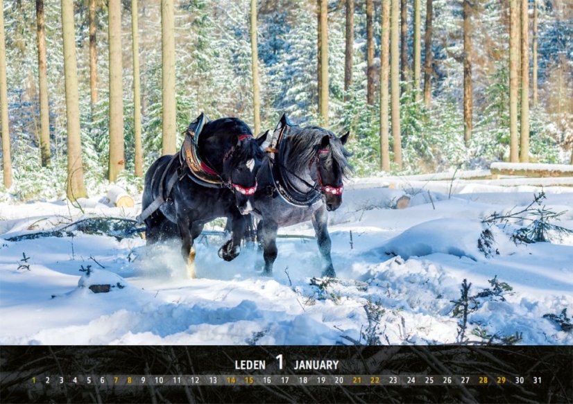 Chladnokrevníci 2023 nástěnný kalendář