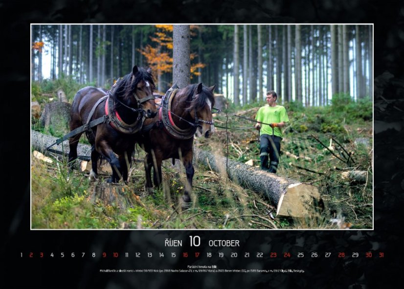 Chladnokrevníci 2021 nástěnný kalendář