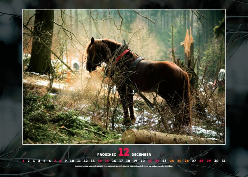 Chladnokrevníci 2019 nástěnný kalendář