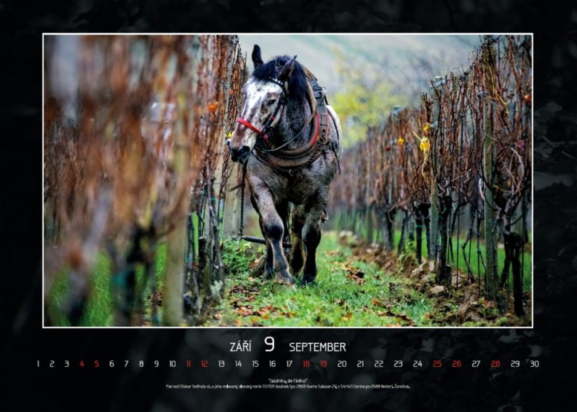 Chladnokrevníci 2021 nástěnný kalendář