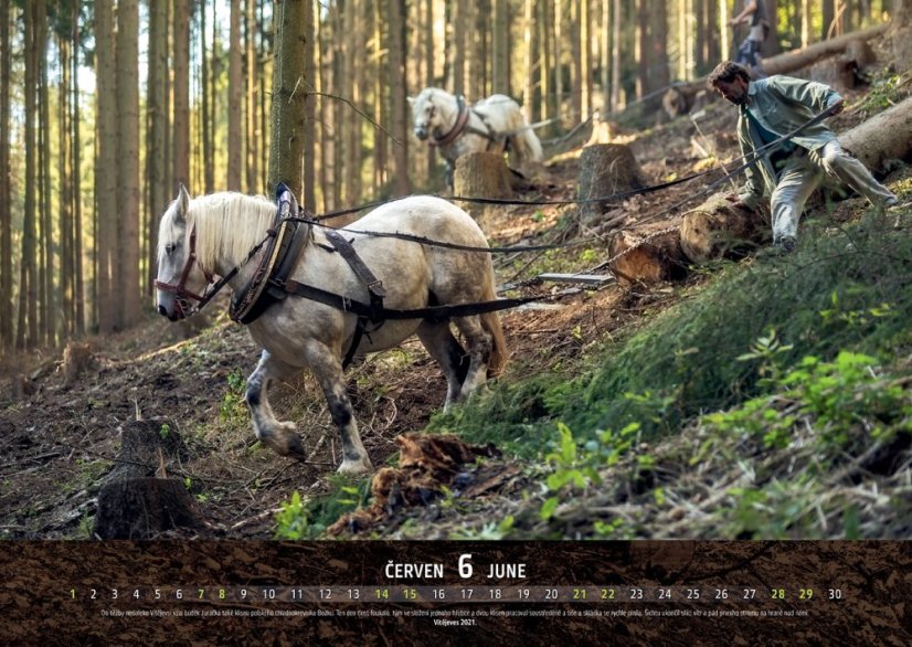 Chladnokrevníci 2025 nástěnný kalendář