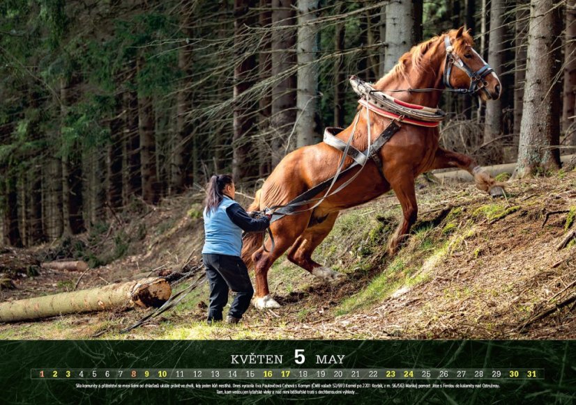 Chladnokrevníci 2026 nástěnný kalendář