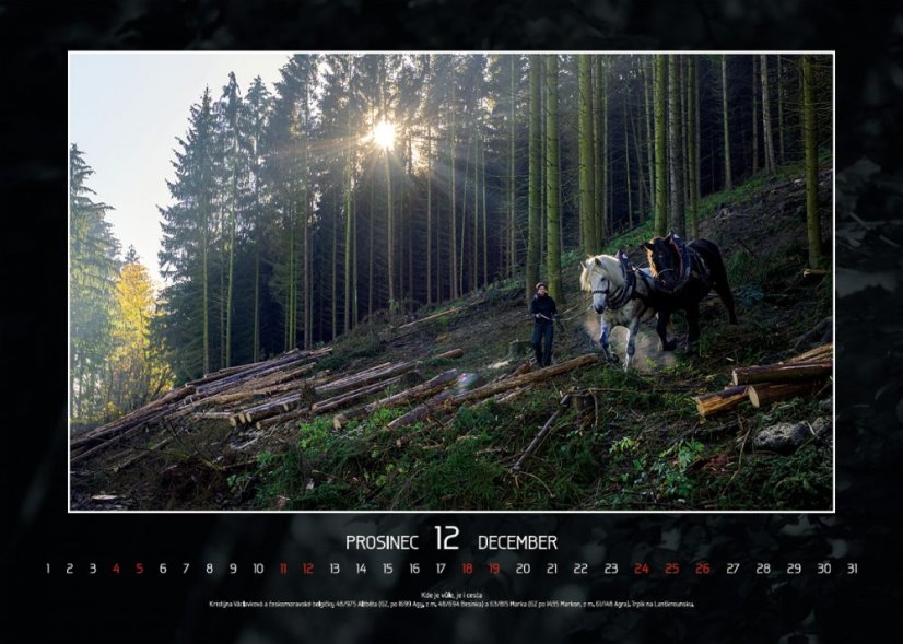 Chladnokrevníci 2021 nástěnný kalendář