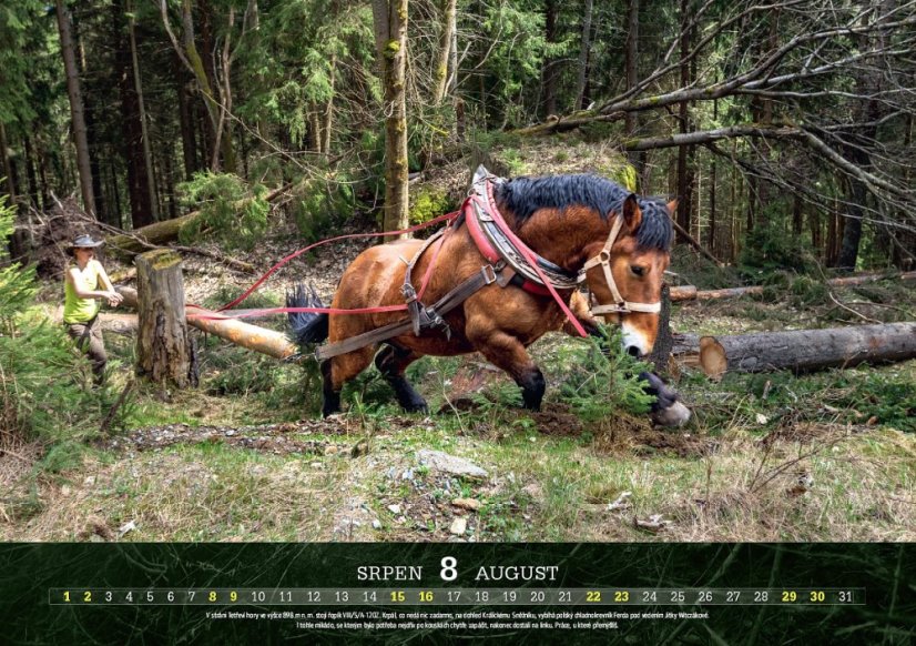 Chladnokrevníci 2026 nástěnný kalendář