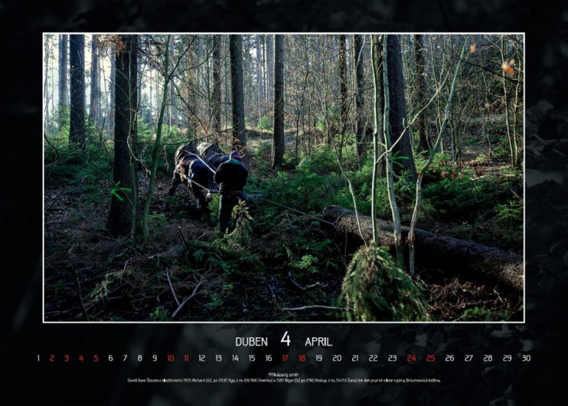 Chladnokrevníci 2021 nástěnný kalendář