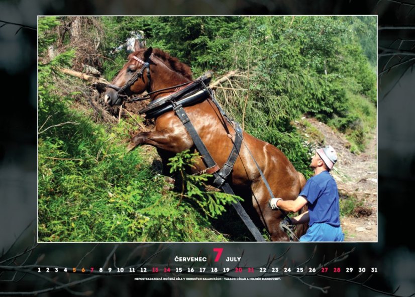 Chladnokrevníci 2019 nástěnný kalendář