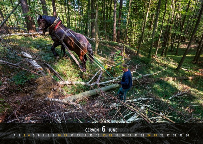 Chladnokrevníci 2023 nástěnný kalendář