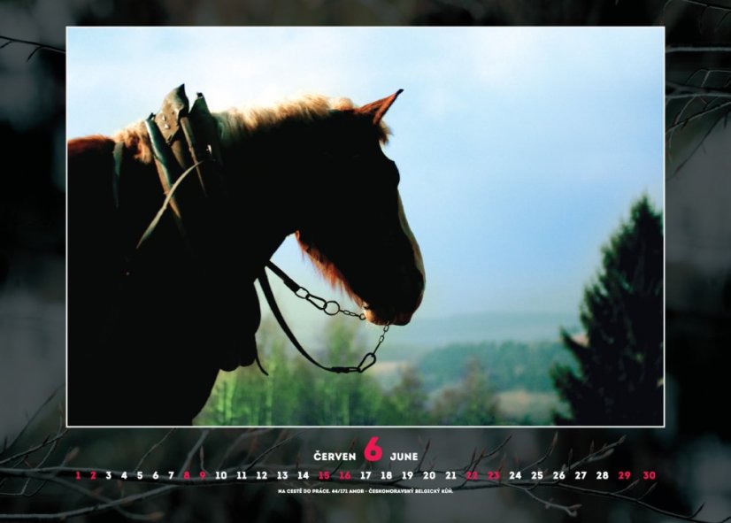 Chladnokrevníci 2019 nástěnný kalendář