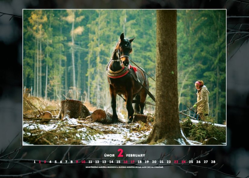 Chladnokrevníci 2019 nástěnný kalendář