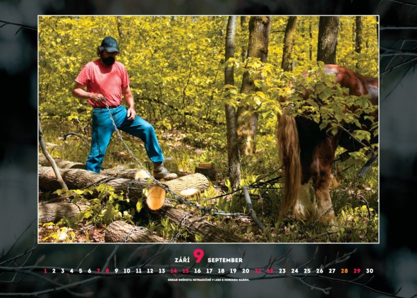 Chladnokrevníci 2019 nástěnný kalendář