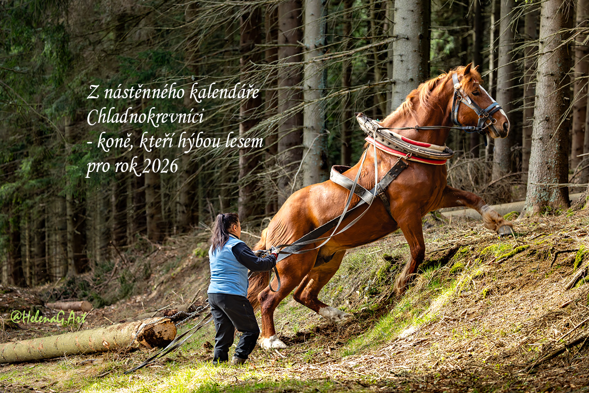 Kalendář pro rok 2026 je tu :)