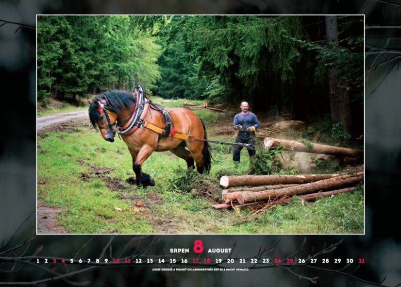 Chladnokrevníci 2019 nástěnný kalendář