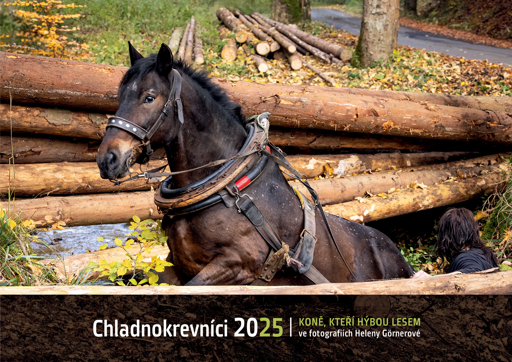 Chladnokrevníci 2025 nástěnný kalendář