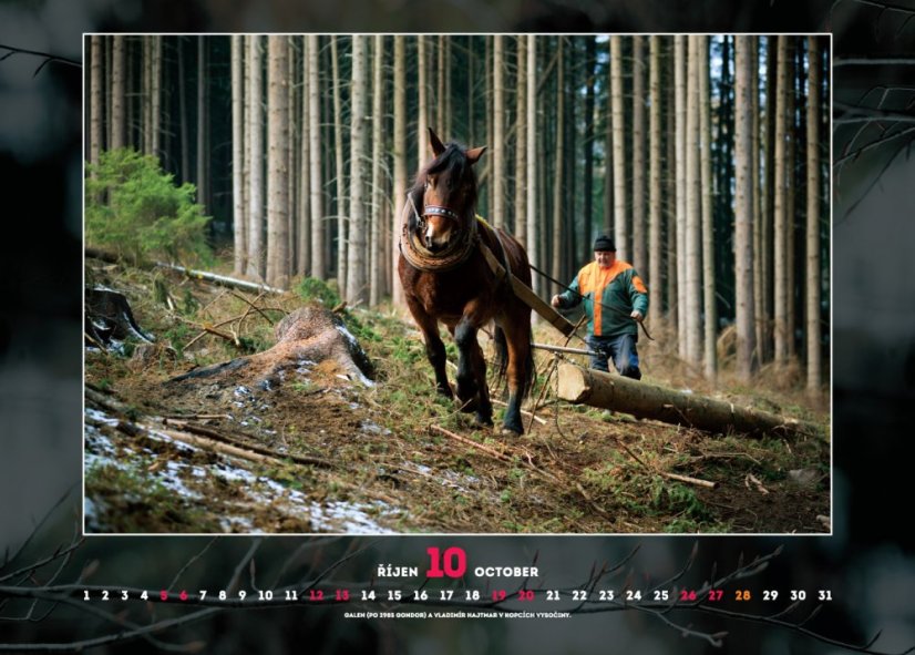 Chladnokrevníci 2019 nástěnný kalendář